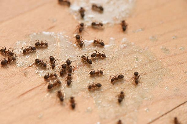 Best Flea Control Services  in National Park, NJ