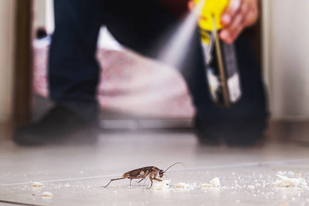 Best Wasp Removal Services  in National Park, NJ